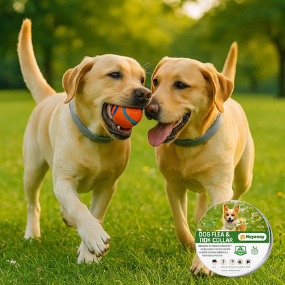 VitaPet® Collar Antipulgas